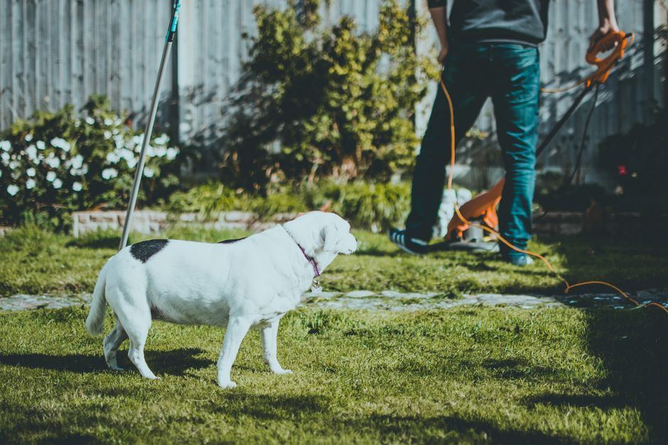 robotic lawn mowers for yards with pets buying guide